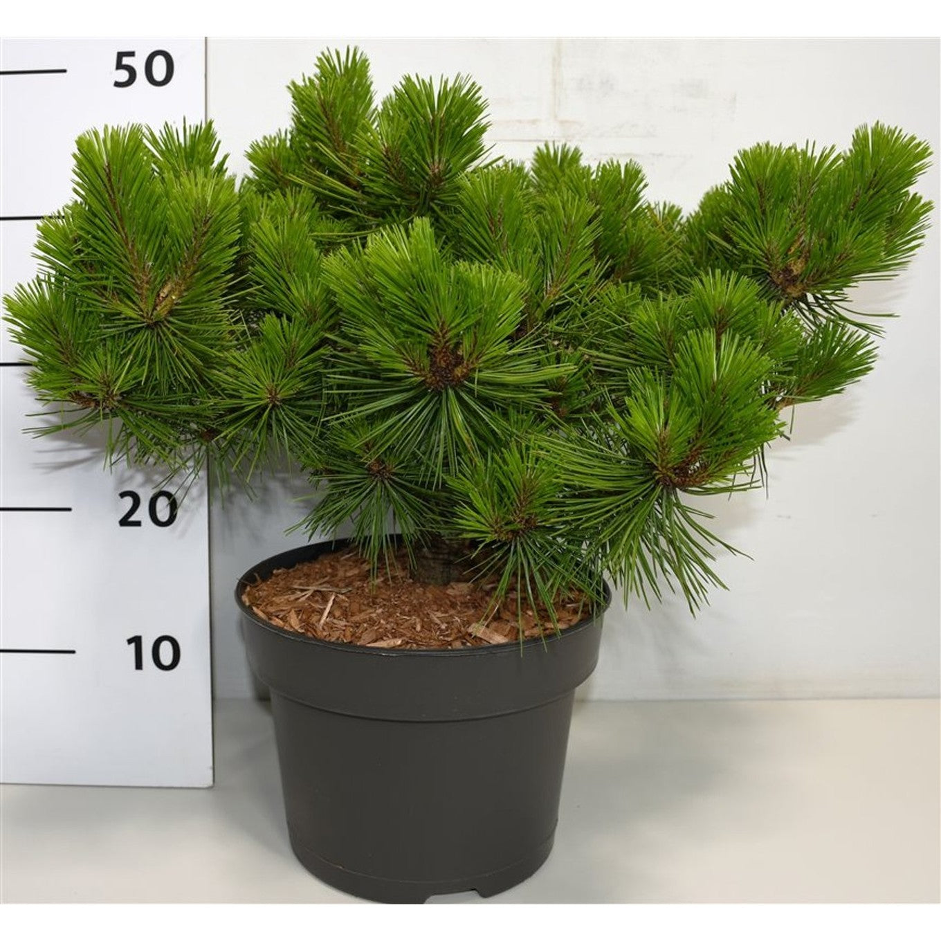 Japansk svarttall – Pinus densiflora 'Low Glow' - C5 30-40 CM